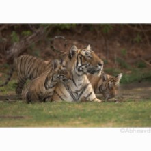 T19 regal w cubs in small pond ©